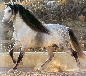Andalusk